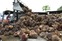 Palm oil mills’ Catch-22 situation
